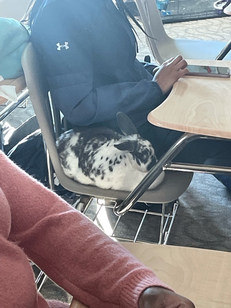 bunny